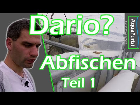 Dario sp. "Black Tiger" Abfischen Teil 1