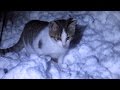 Kittens With Cats Walking On The Snow After Snowstorm
