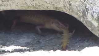 preview picture of video 'Lizard vs Centipede - Monster Battle in Bali, Indonesia'