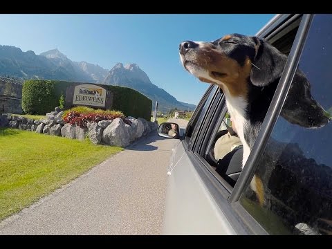 DOG ROOMS AT EDELWEISS