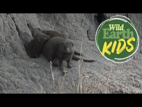 The Gregarious Grooming of Dwarf Mongooses