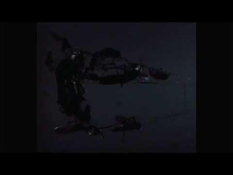 Expeditionen ins Tierreich WDR 24 11 1987