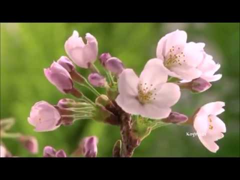 WIOSENNY WALC - Fryderyk Chopin ( Walc-a moll )