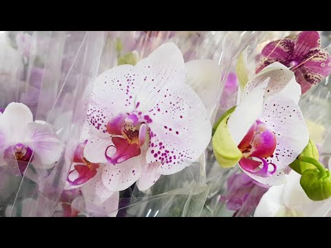 ЧУДЕСНОЕ поступление ОРХИДЕИ фаленопсис LEROY MERLIN ЛЕРУА МЕРЛЕН орхидея Orchid phalaenopsis