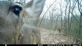 Trail Cam Tuesday - November 28, 2023