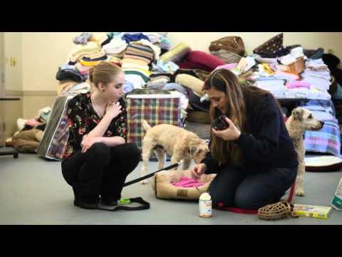How to deal with dog aggression