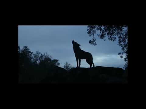 Die Geschichte von dem Wolfsjungen Marcos Rodriguez- mit Musik von PurPur