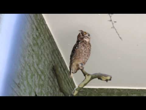 Afrikaanse oehoe in ZOO Antwerpen / Spotted eagle-owl at ZOO Antwerp