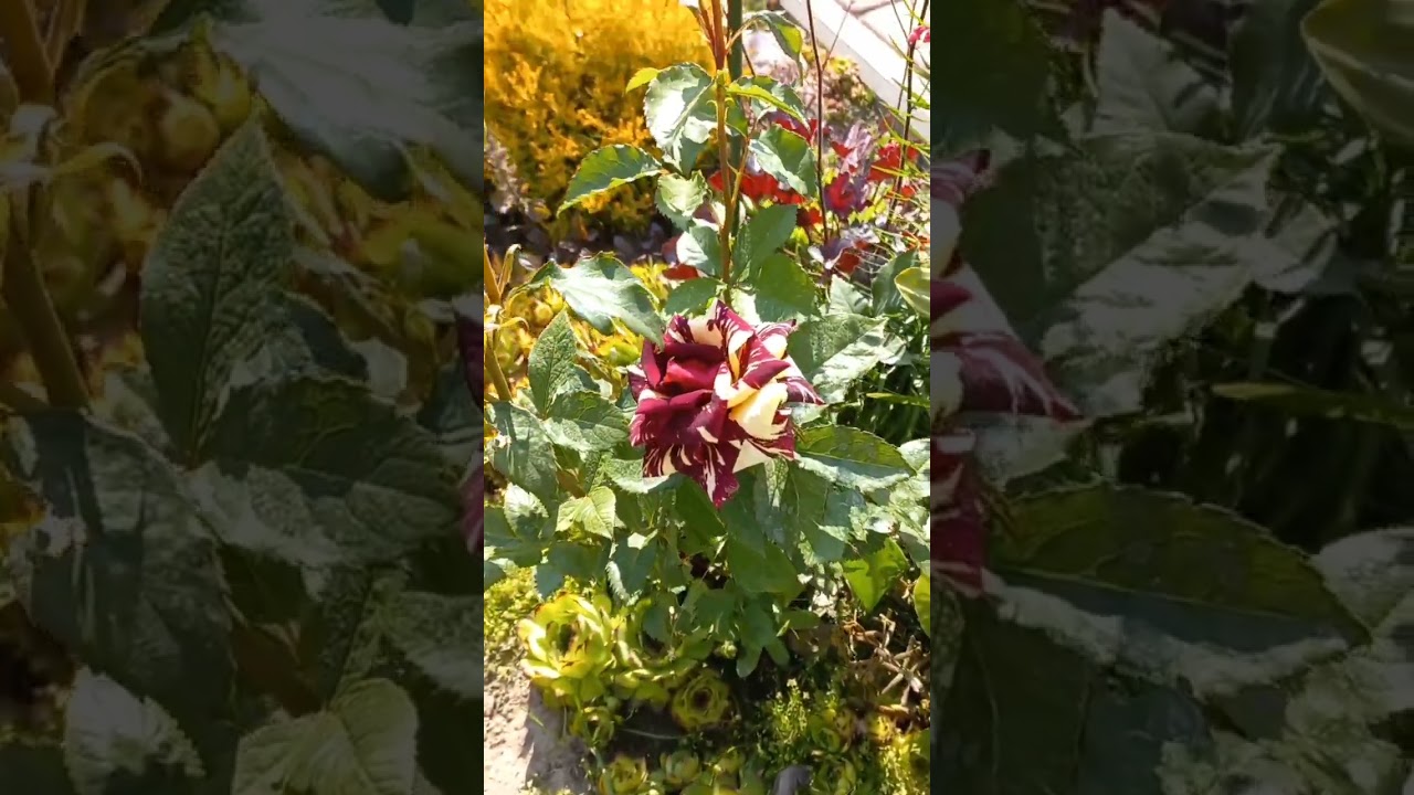 роза Абракадабра