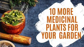 10 More Medicinal Plants for Your Home Garden | Urban Garden Republic
