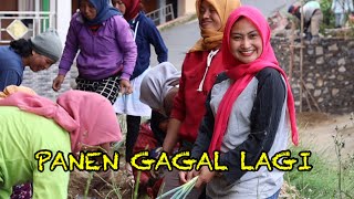 Download lagu PANEN SAYURAN DI DEPAN RUMAH mp3 Download lagu PANEN SAYURAN DI DEPAN RUMAH mp3