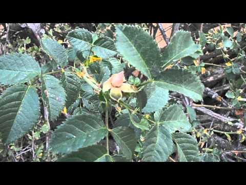 Rosal silvestre: Rosa canina