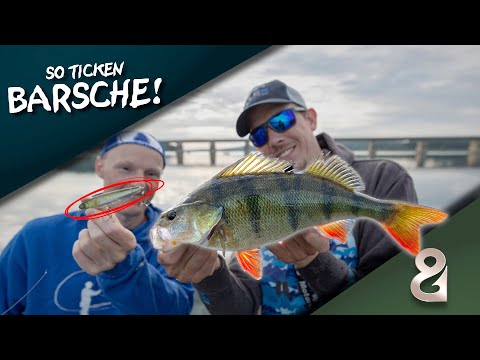 Sommerbarsche an der Oberfläche! So ticken Barsche mit Oberflächenködern!