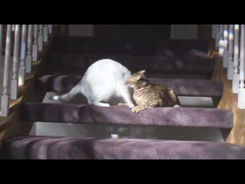 Tasha the Funny Cat and the Goldfish