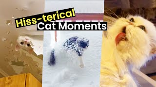 Hiss-terical Cat Moments