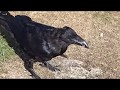 THE RAVEN'S BILL  ~  Northern Raven (Corvus corax)