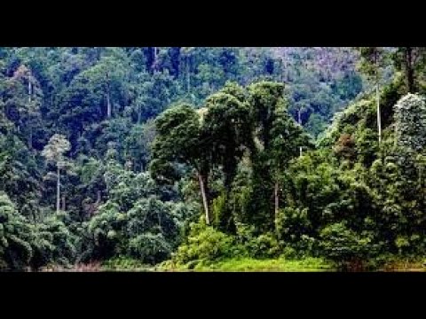 Jungle Sound Effects #wildlife #jungle