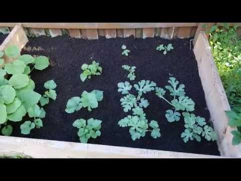 ADDING MANURE TO THE GARDEN BED - YouTube