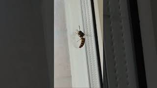 Big wasp got into my house #wasp #wasps #bug #bugs #bees #animals #animal #house #home #indoors