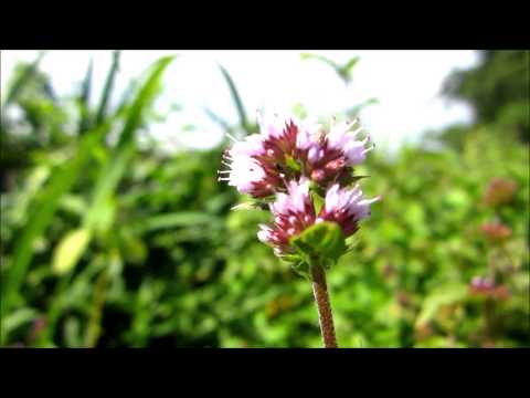 Oregano (Origanum vulgare) - 2013-08-23