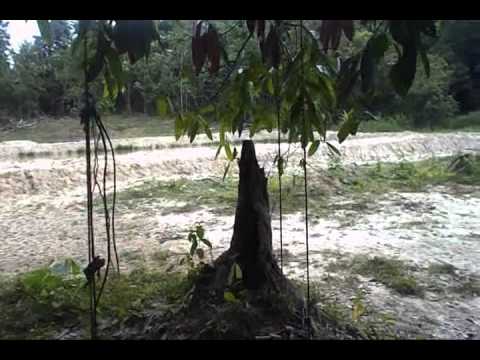 J.Mizan - Desa Permai