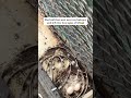 Soft Coos Silent Stories Quotes Shortsfeed Trending Quotesaboutlife Pegion Lifegoals Feed