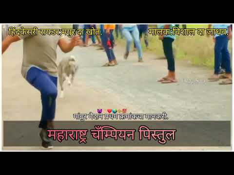 #dog #dograce #animals #shorts #love #viral #king