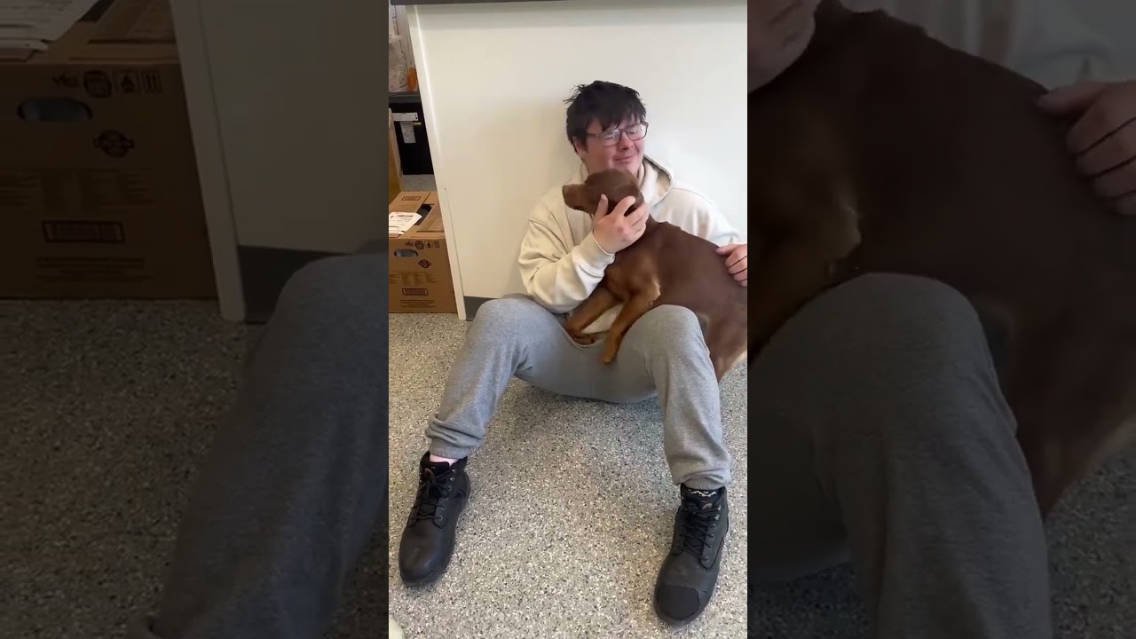 Enlarge Midge, a ADOPTABLE mixed breed in Danbury, CT video 5/5