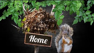 Squirrel nest