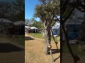Walking, Talking, Tree at Llano Earth Art Festival