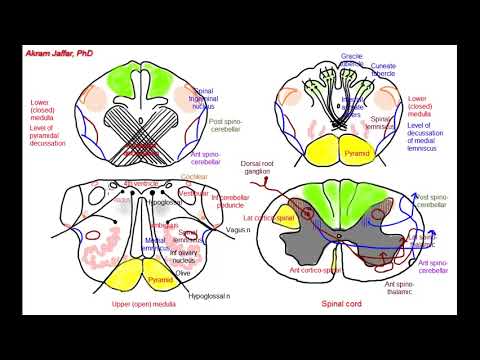 Bulbo raquídeo - secciones transversales simplificadas de estructuras internas