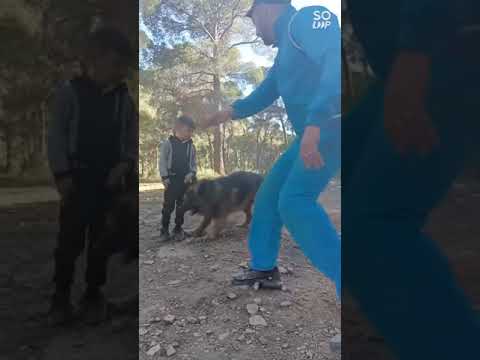 #algeria🇩🇿 #tunisia🇹🇳 #chien #dressage #paki #fyp #tebessa #maroc🇲🇦 #bergermalinois #k9 #dog