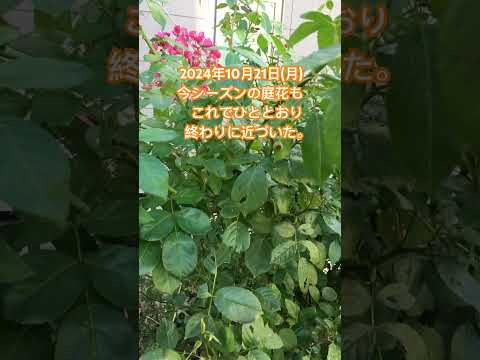 秋のマルチ：どのタイプを選択し、いつどのように適用するか？  庭園