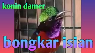 Download lagu kolibri ninja dada merah gacor bongkar isian mp3