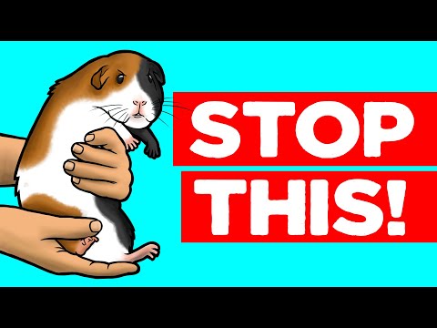 YouTube video about: Where do guinea pigs like to be scratched?