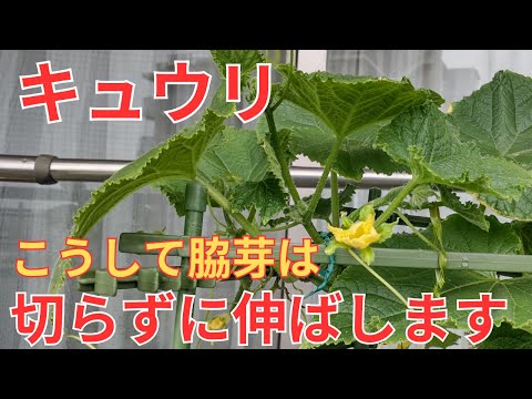 キュウリを育てるかどうか？キュウリをもっと増やすにはどうすればいいですか？  庭園