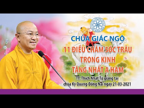 11 điều chăm sóc trâu trong Kinh Tăng Nhất A Hàm 