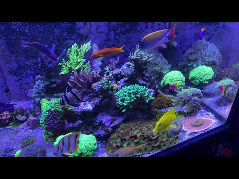 Graeme S D and D reef pro 1200  with Ati Straton leds