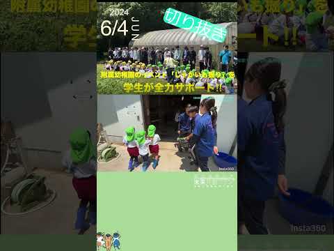 【愛知教育大学】附属幼稚園児とジャガイモ掘り＃ｓｈｏｒｔショート＃愛知教育大学＃愛教大＃附属幼稚園＃ジャガイモ掘り