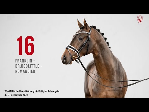 West.Hauptkörung  2022 Reitpferde: Kat.Nr. 16 Franklin  -  Dr. Doolittle  -  Romancier