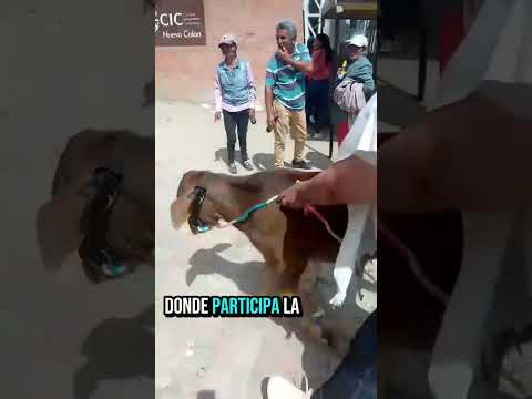 Exposición de ganado en Nuevo colón Boyacá.