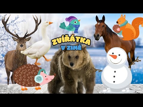 ❄️ Co dělají ZVÍŘÁTKA V ZIMĚ? 🐻 Zábavné vzdělávací video pro děti | Hádáme stíny zvířat | Zvířátka❄️