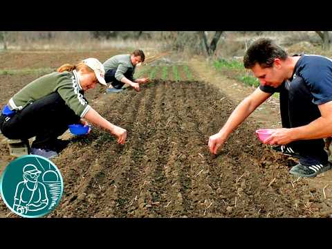 Włosy zaczęły spadać zrobić Siemię lniane i olej Maski do włosów