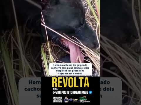 😡 UM CACHORRO TERIA SIDO AGREDIDO COM GOLPES DE PÁ.