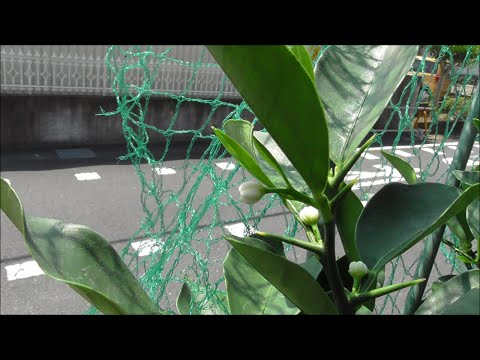 果物の種からキンカンを育てる方法は?  庭園