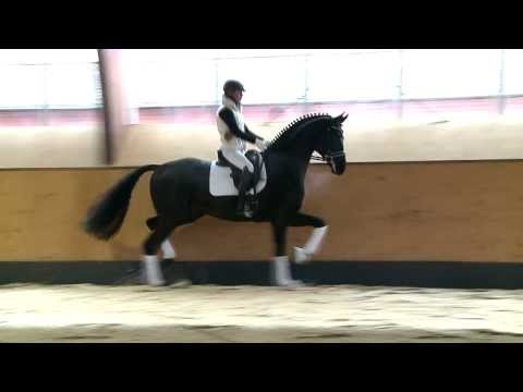 Finest v. Fürstenball - Wie Weltmeyer - Gestüt W.M. Hengste 2014