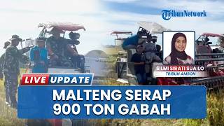 Stok Beras Terpantau Aman, 900 Ton dari Petani Wae Musi Maluku Tengah Diserap Perum Bulog