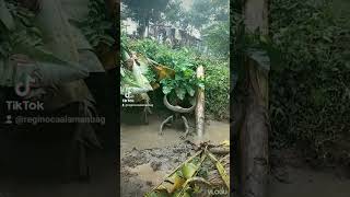 Download lagu kabaw challenge accepted mp3 Download lagu kabaw challenge accepted mp3