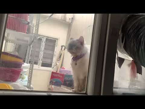 bringing my cat back :P