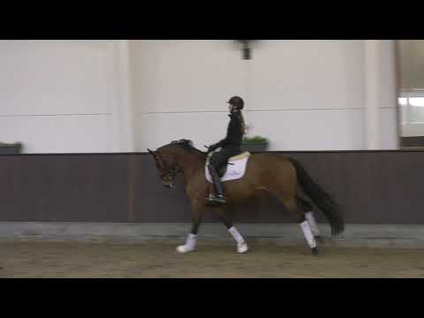 Foxy Donna born 2016 by Fürst William/Don Romantic